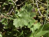 Saxifraga granulata