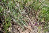 Oxytropis lithophila