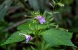 Impatiens furcillata. Верхушка побега с цветком. Приморье, Хасанский р-н, Кравцовские водопады, берег ручья. 01.08.2021.