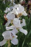 Iris × hybrida. Цветки. Краснодарский край, Черноморское побережье Кавказа, г. Новороссийск, в культуре. 20 мая 2023 г.