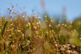 Saxifraga adscendens