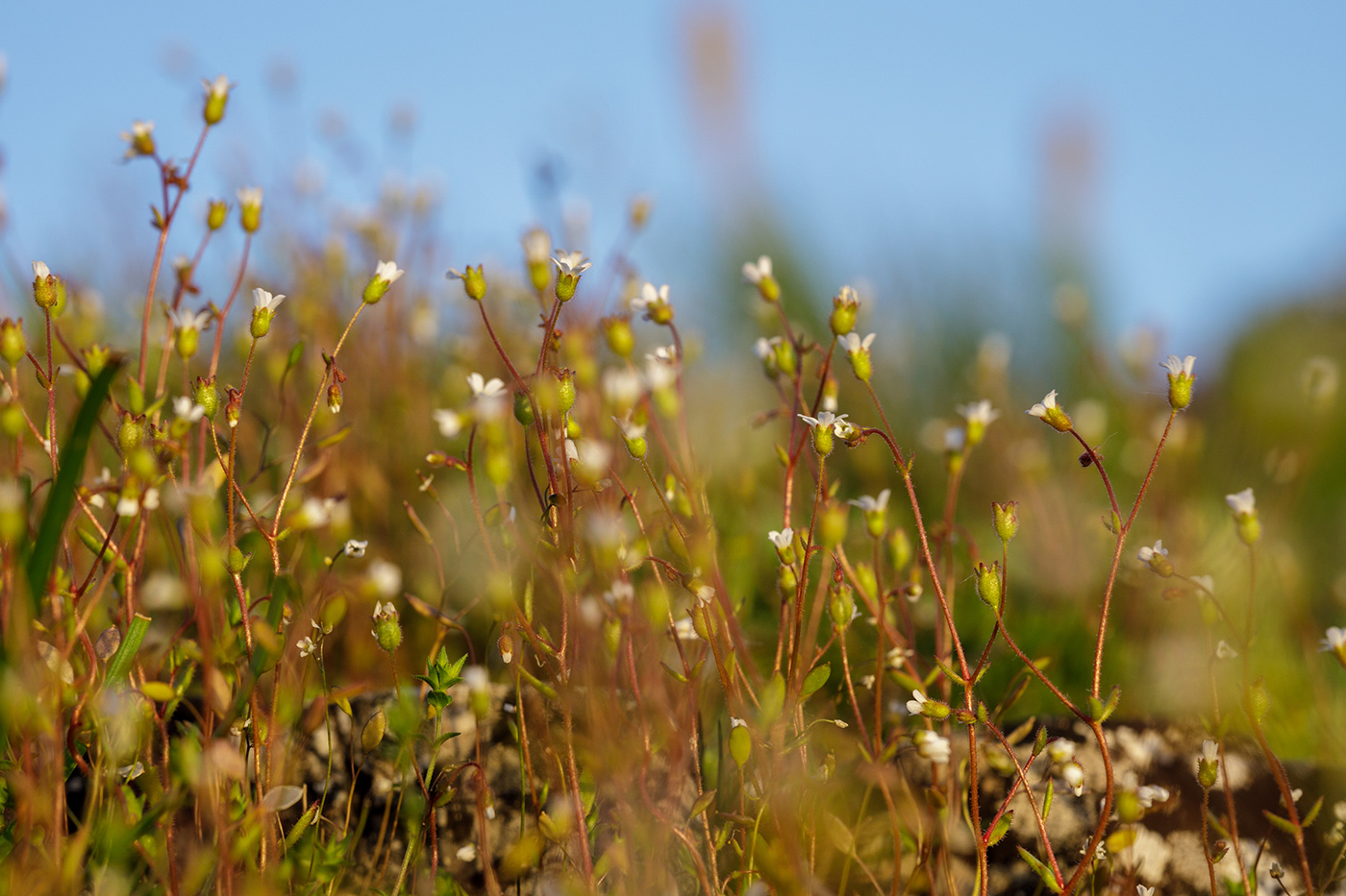 Image of Saxifraga adscendens specimen.