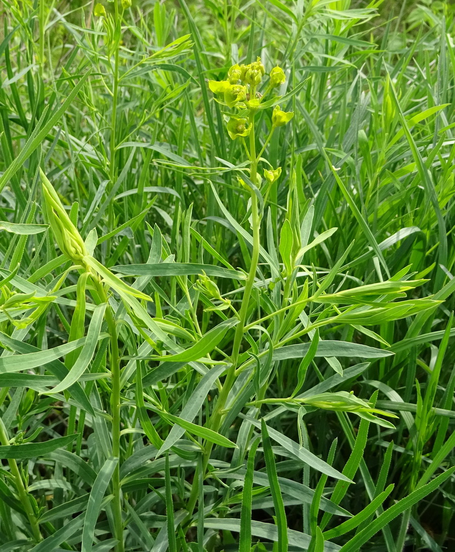 Image of genus Euphorbia specimen.