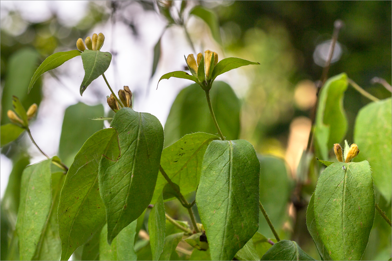 Image of Lonicera ferdinandi specimen.