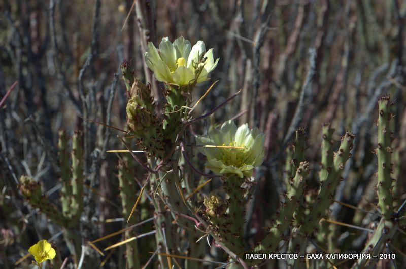 Image of Cylindropuntia tesajo specimen.