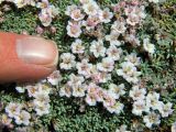 Acantholimon diapensioides