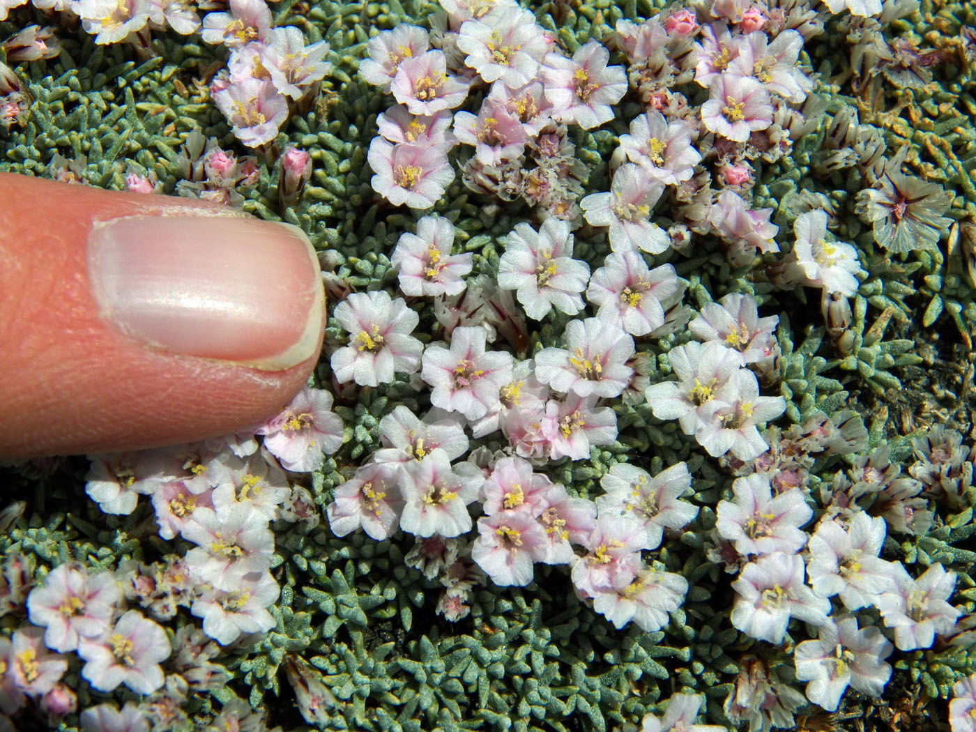 Изображение особи Acantholimon diapensioides.