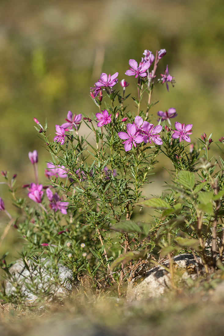 Изображение особи Chamaenerion colchicum.