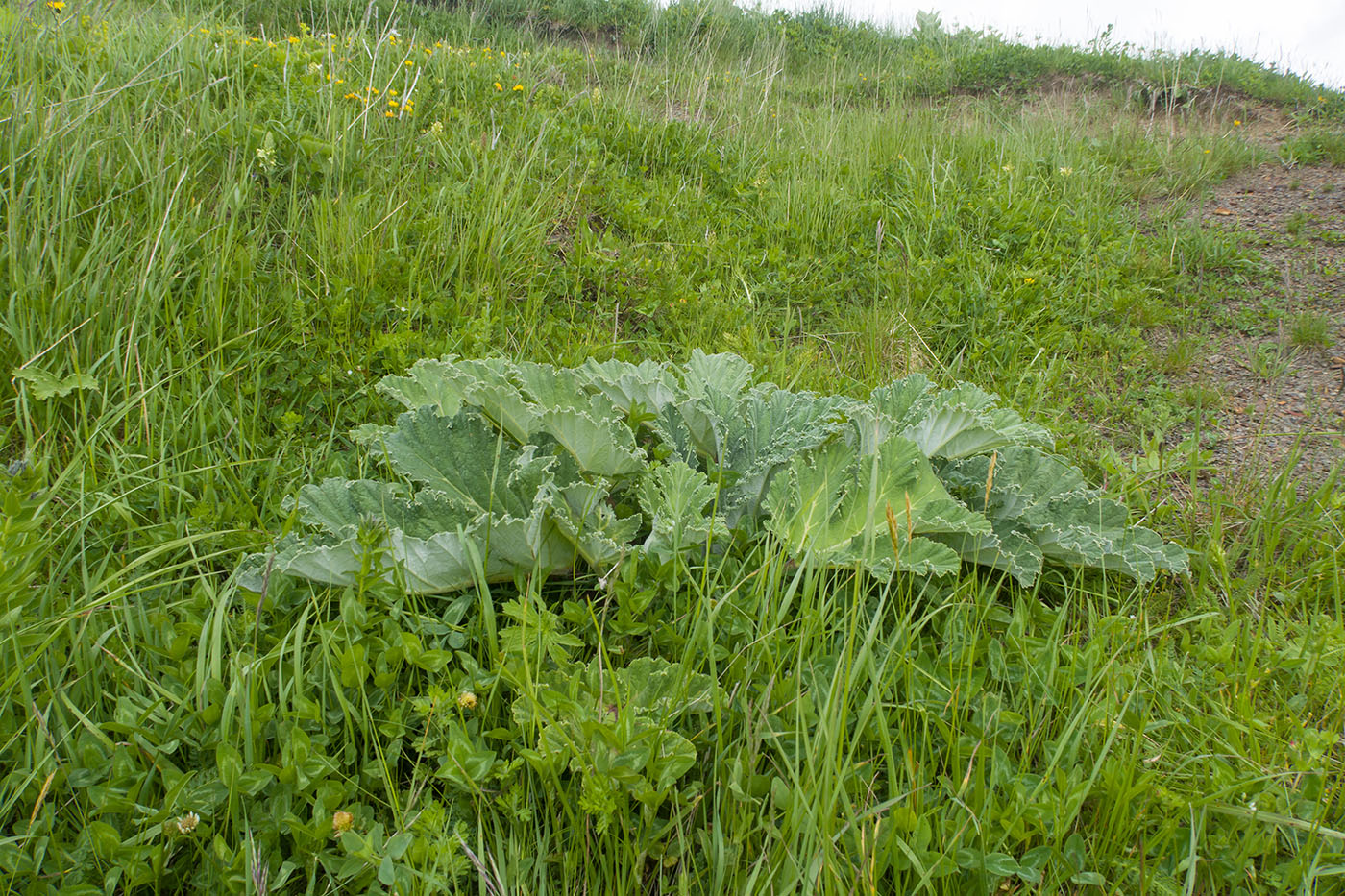 Изображение особи Heracleum leskovii.