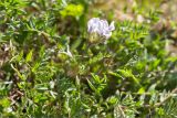 Oxytropis sordida