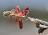 Indigofera heterotricha