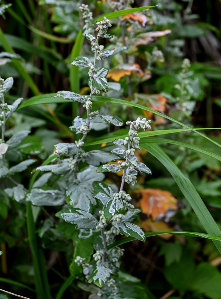 Image of Artemisia koidzumii specimen.