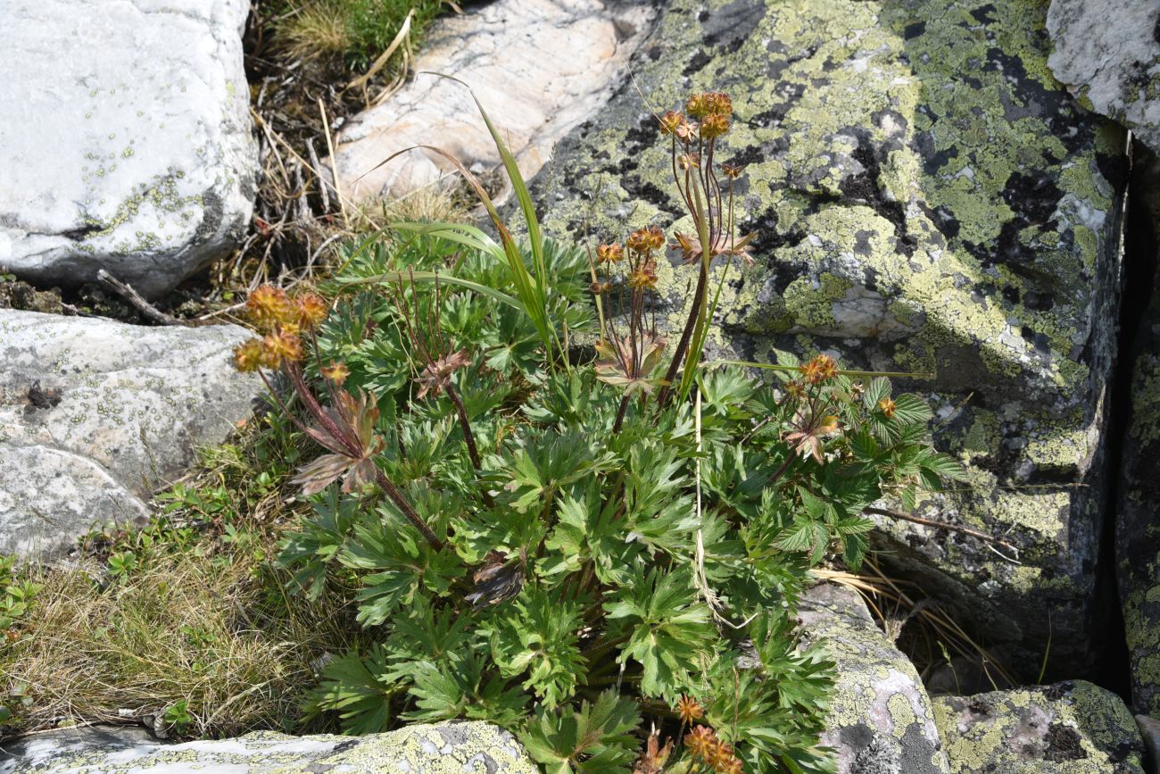 Image of Anemonastrum biarmiense specimen.