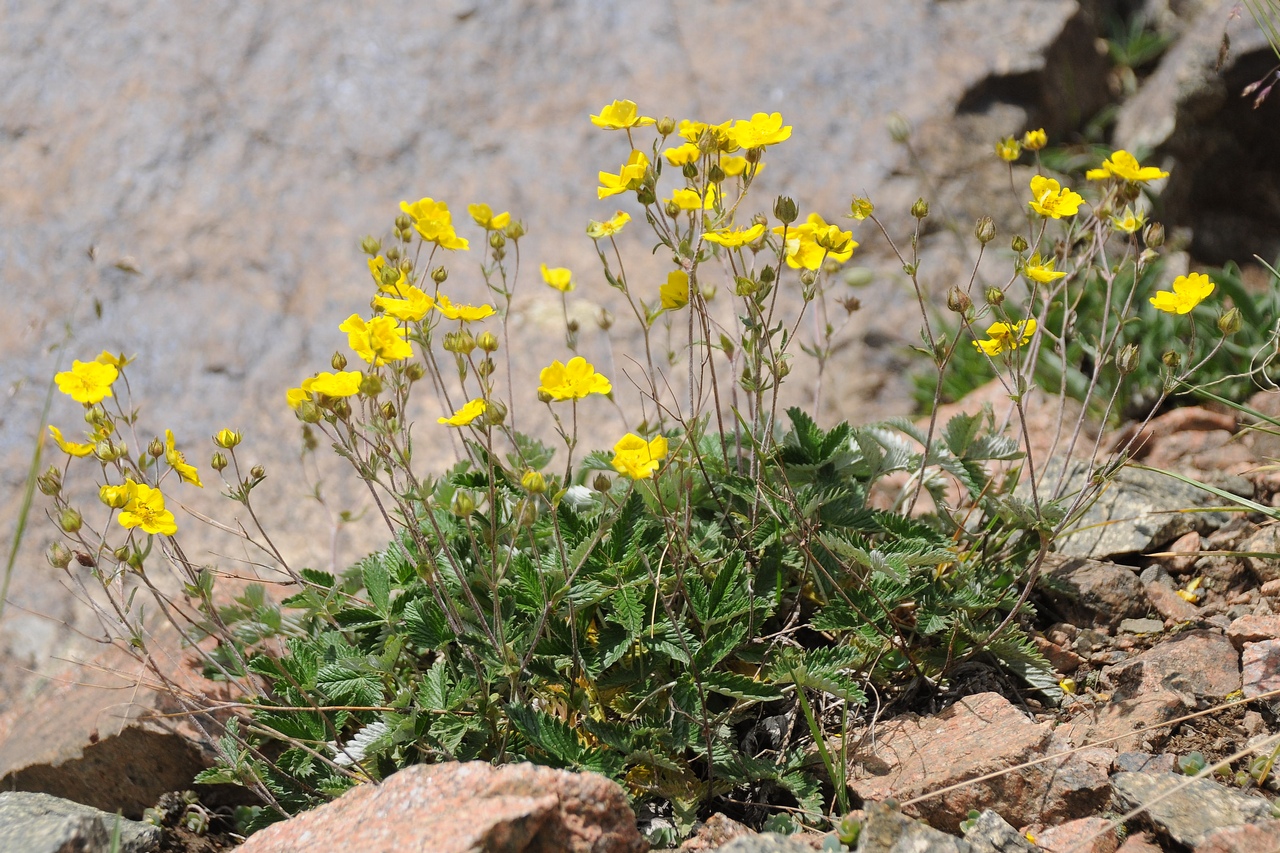 Изображение особи Potentilla nervosa.