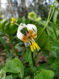 Erythronium caucasicum. Цветок. Краснодарский край, городской округ Сочи, Хостинский р-н, туристическая тропа \"Орлиные скалы\", широколиственный лес, рядом с обрывом. 17.03.2023.