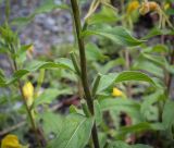 Oenothera rubricaulis. Часть плодоносящего побега. Пермский край, Кунгурский муниципальный округ, с. Моховое, станция Иренский, между железнодорожными путями. 06.08.2023.