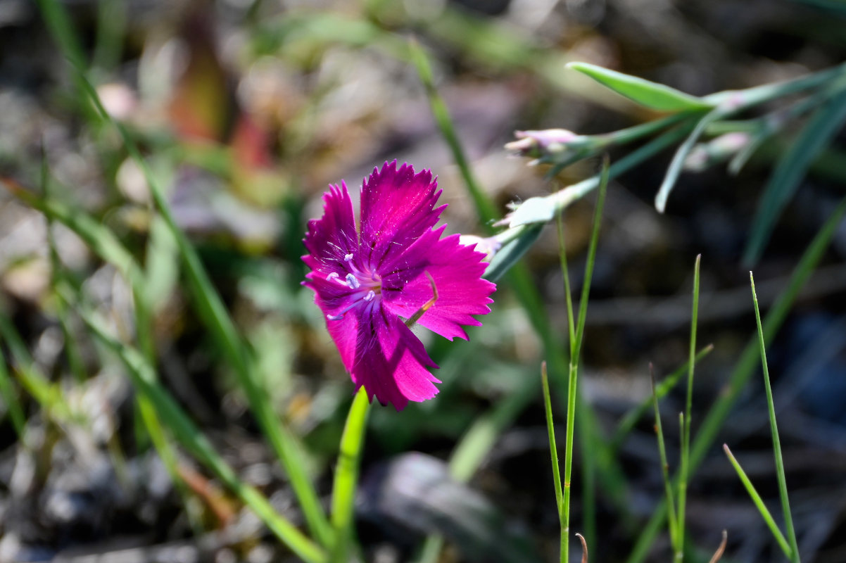 Изображение особи Dianthus versicolor.