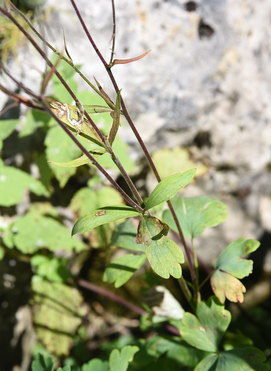 Изображение особи Aquilegia olympica.