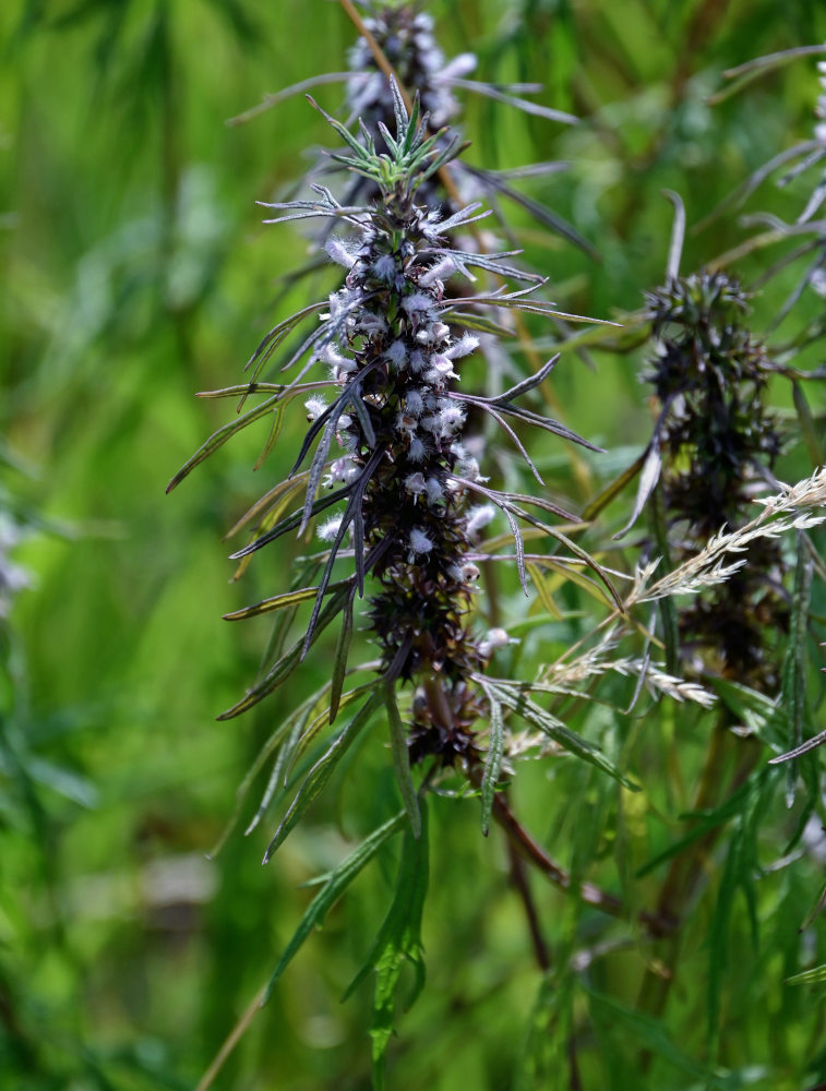 Изображение особи Leonurus glaucescens.