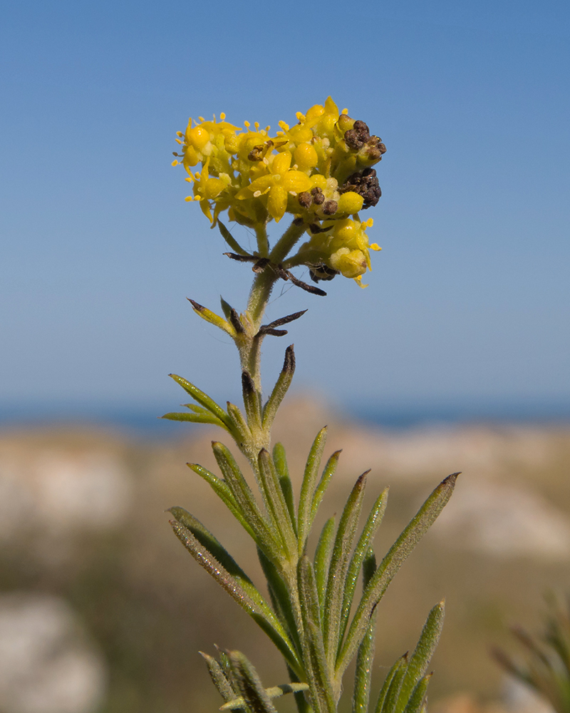 Image of Galium verum specimen.