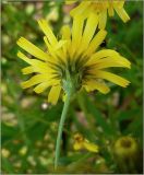 Hieracium umbellatum. Соцветие (вид снизу). Чувашия, окр. г. Шумерля, Кумашкинский заказник, Соколова поляна. 24 августа 2009 г.