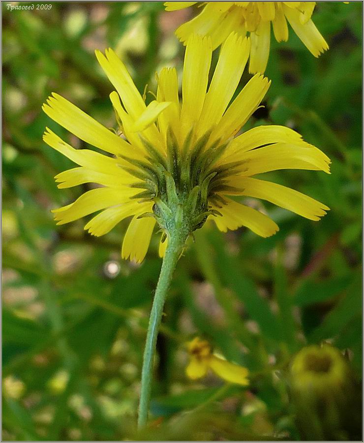 Изображение особи Hieracium umbellatum.