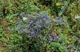 Eryngium planum