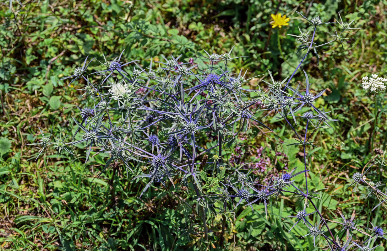 Image of Eryngium planum specimen.