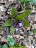 Trachystemon orientalis