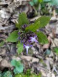 Trachystemon orientalis. Развивающееся соцветие с цветками. Краснодарский край, г/о Сочи, Хостинский р-н, Тисо-самшитовая роща. 10.03.2022.