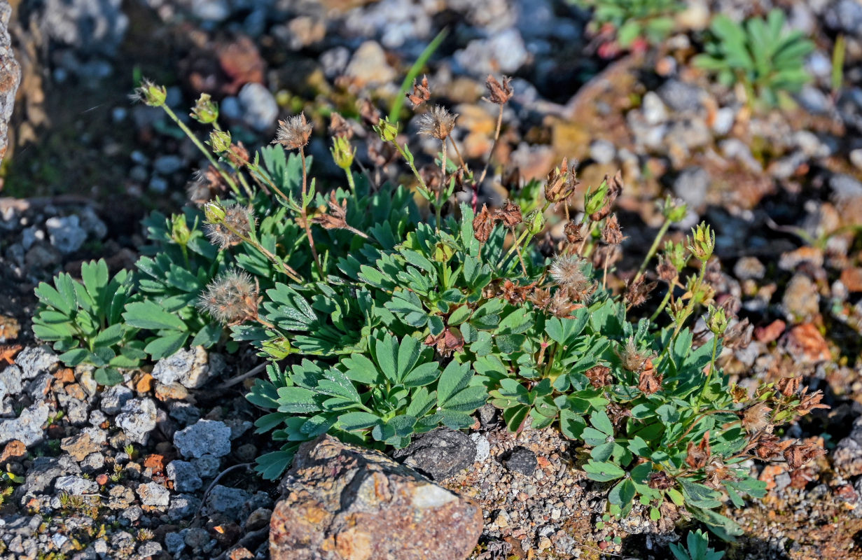 Изображение особи Potentilla miyabei.