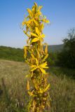 Asphodeline lutea. Верхушка соцветия с цветками и плодами. Краснодарский край, Крымский р-н, окр. станицы Неберджаевская, гора Вышка, ≈ 300 м н.у.м., остепнённый луг. 29.04.2024.