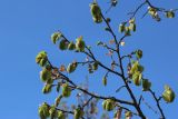 род Tilia