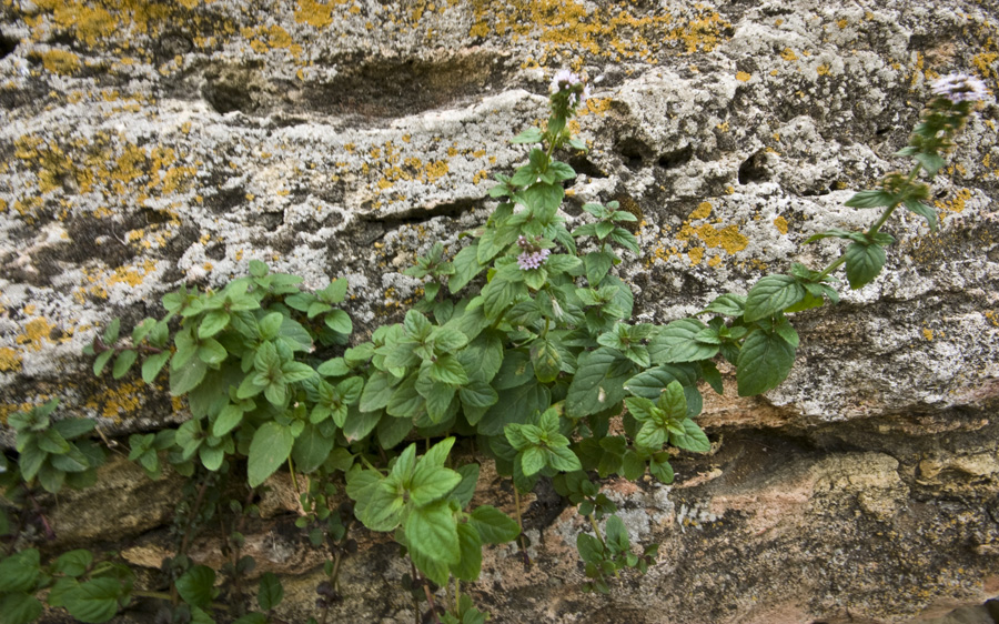 Image of Mentha &times; verticillata specimen.