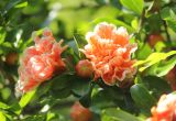 Punica granatum