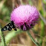 genus Carduus. Соцветие с кормящейся ложной пестрянкой (Amata nigricornis). Краснодарский край, м/о Анапа, окр. пос. Супсех, край луга вдоль грунтовой дороги на склоне горы. 15.06.2021.