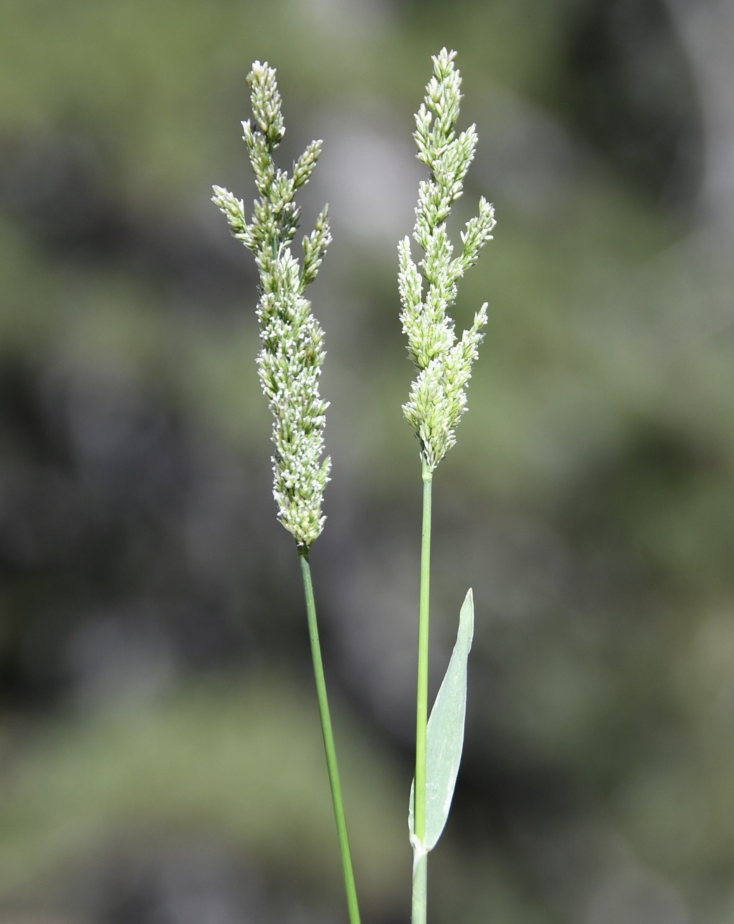 Изображение особи Polypogon viridis.