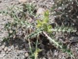 род Cirsium