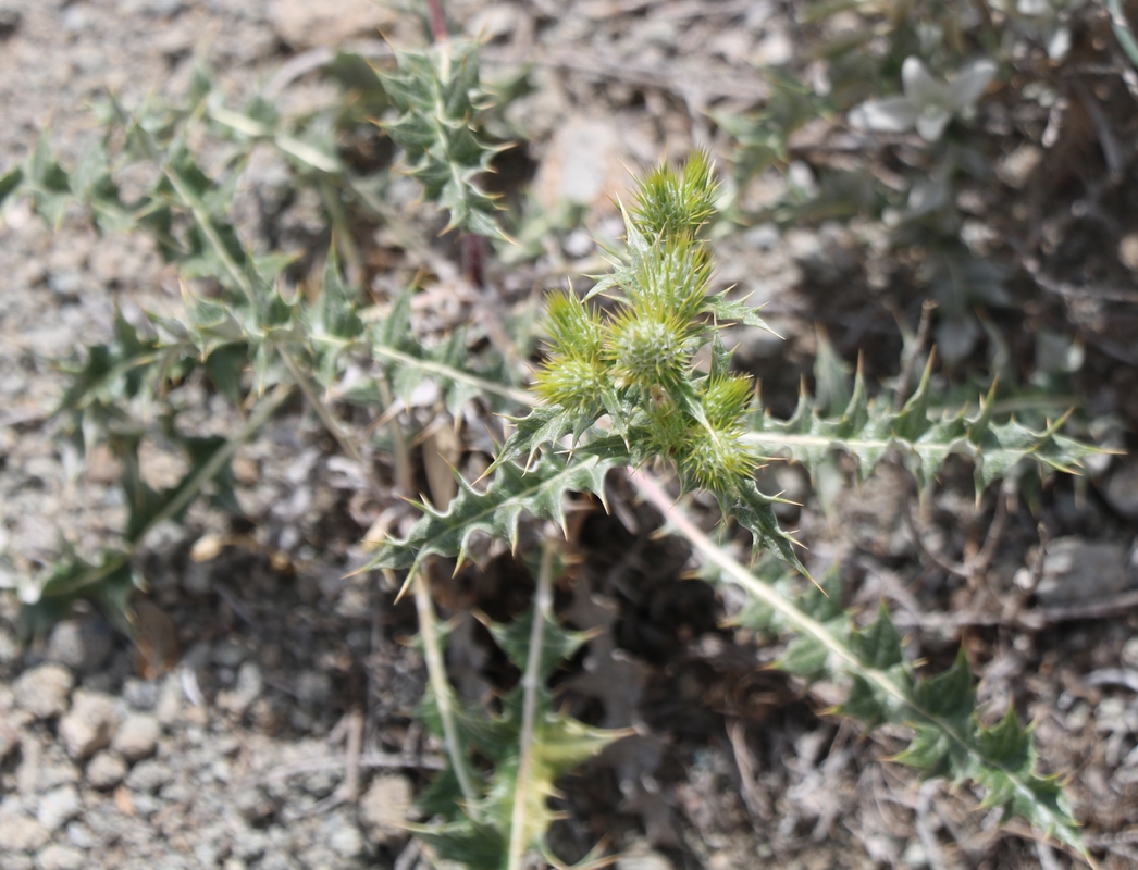 Image of genus Cirsium specimen.