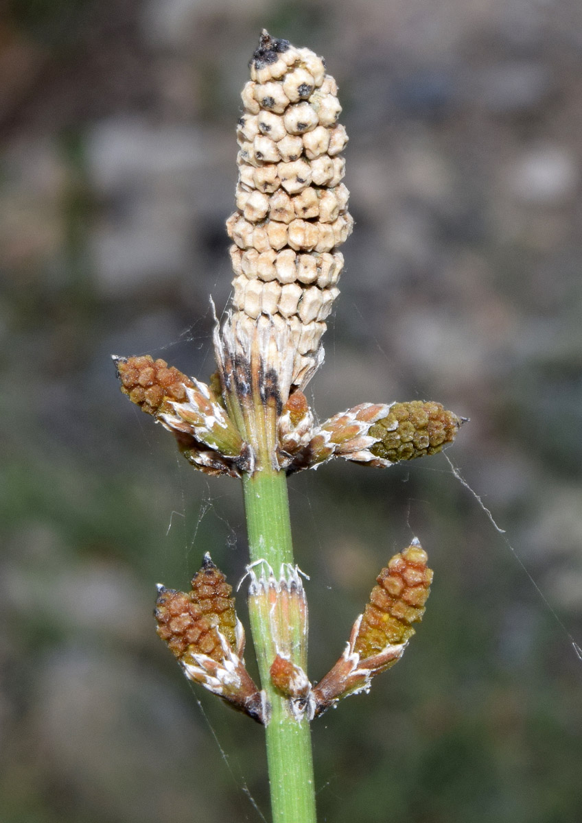 Изображение особи Equisetum ramosissimum.