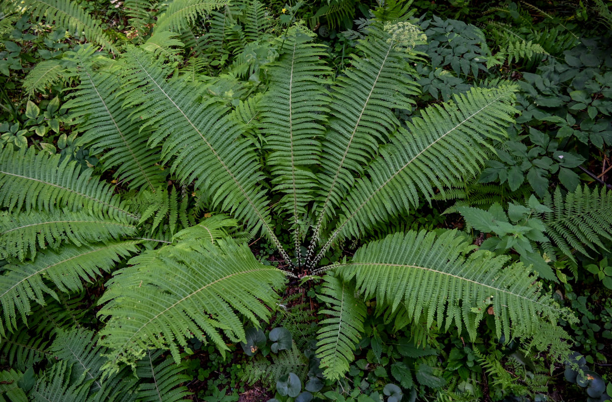 Image of Matteuccia struthiopteris specimen.