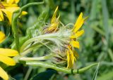 Senecio pseudoarnica