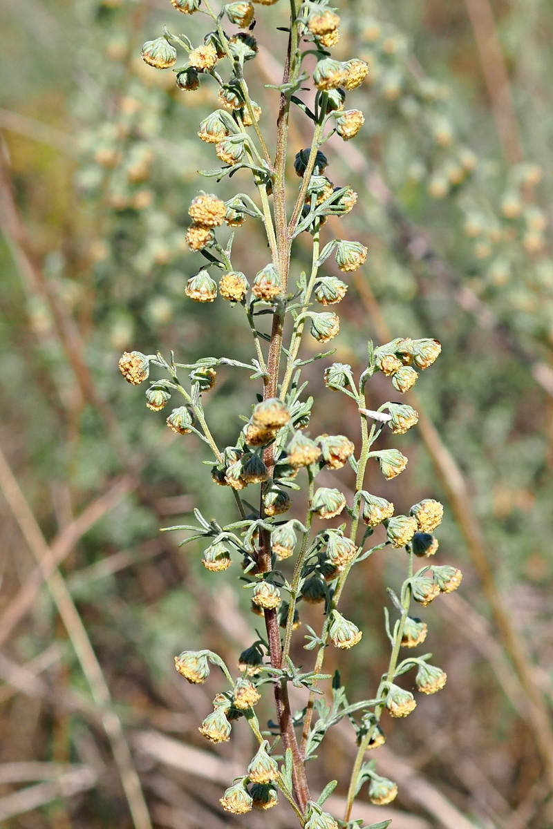 Изображение особи Artemisia pontica.
