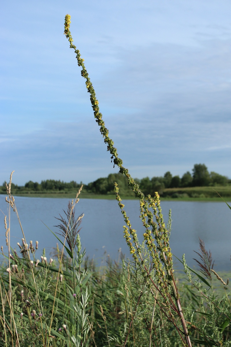 Изображение особи Verbascum nigrum.