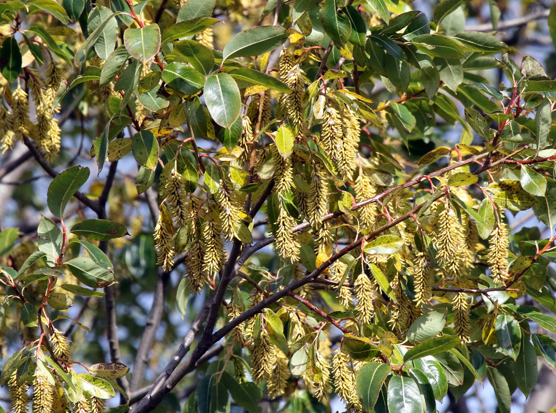 Image of Salix pentandra specimen.