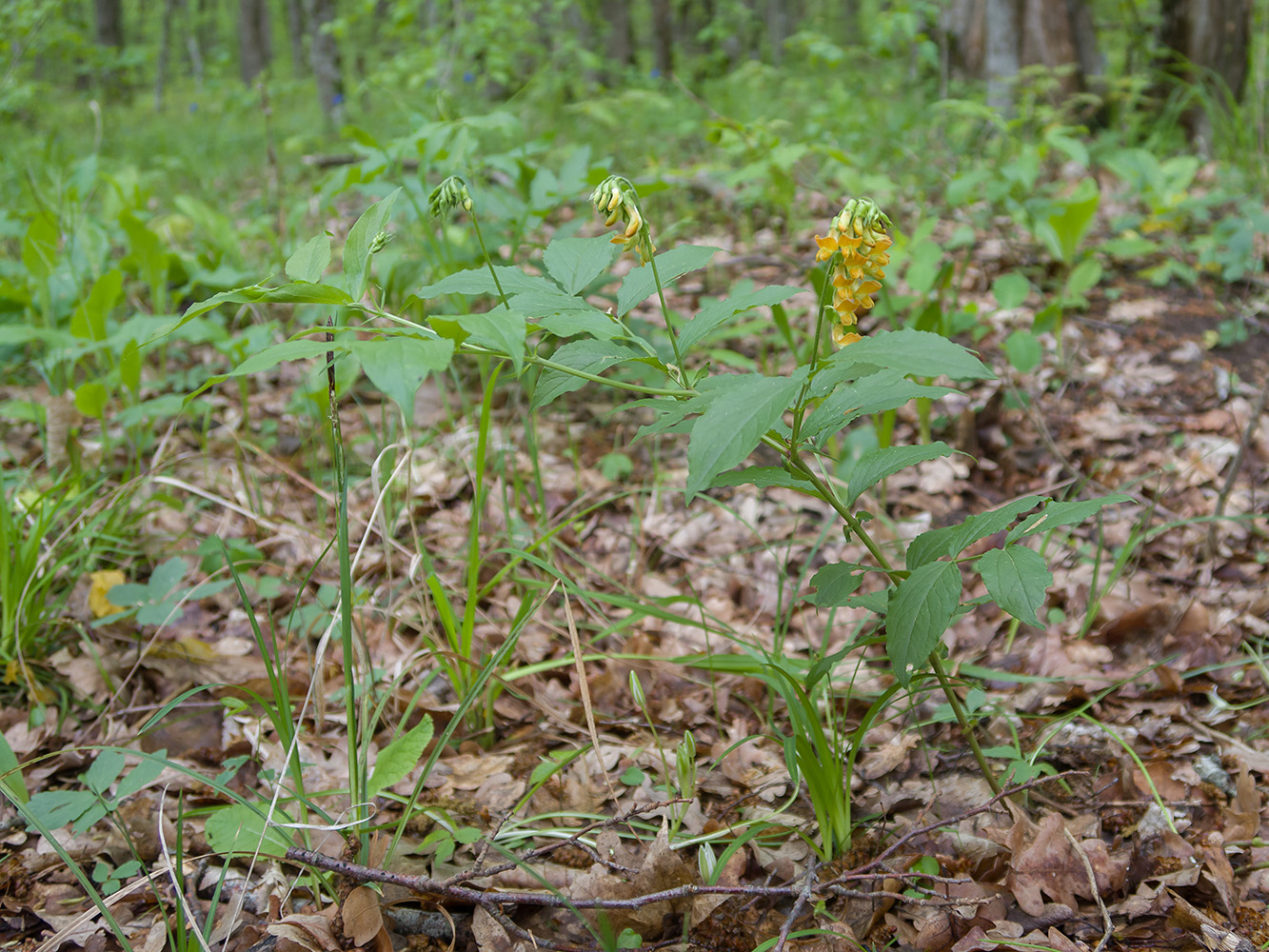 Изображение особи Lathyrus aureus.