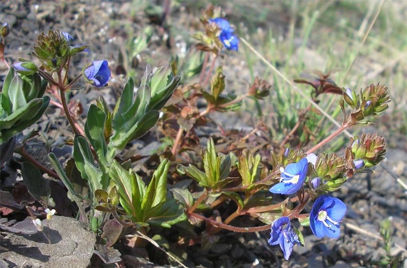 Image of Veronica umbrosa specimen.