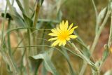 род Tragopogon
