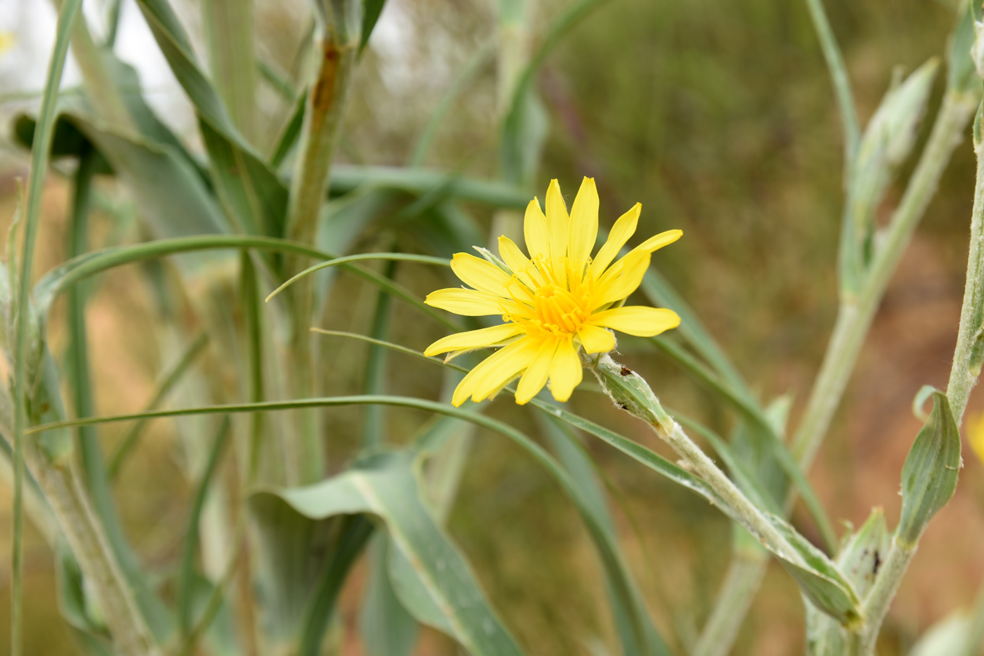 Изображение особи род Tragopogon.
