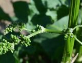 род Rumex. Часть распускающегося соцветия сидящими муравьями. Московская обл., г. о. Серпухов, Ланьшинский карьер, песчаный берег. 25.05.2025.